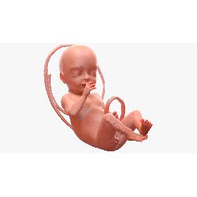 Human Fetus at 24 Weeks 3D